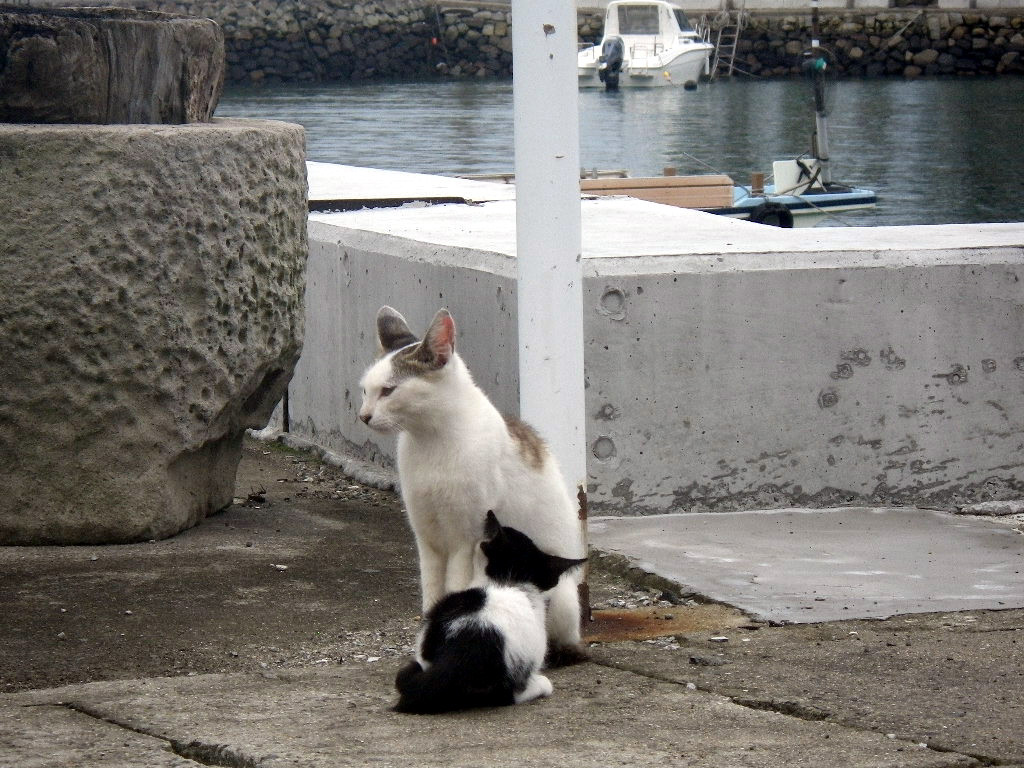 佐柳島のネコ